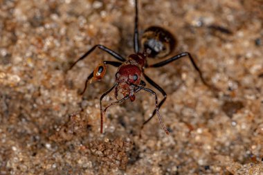 Dolichoderus quadridenticulatus cinsinin yetişkin korkulu karıncaları ve bacağından ısırılan bir av psödomyrmex karınca kafası.