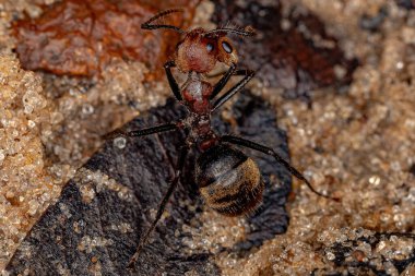 Dolichoderus quadridenticulatus cinsinin yetişkin korkulu karıncaları ve bacağından ısırılan bir av psödomyrmex karınca kafası.