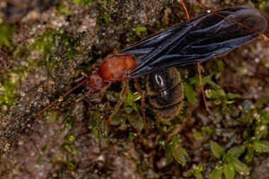 Solenopsis cinsinin Yetişkin Ateş Karıncası