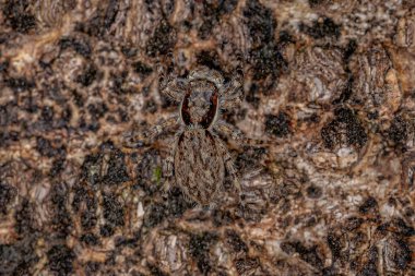 Küçük Erkek Gri Duvar Atlayan Örümcek türü Menemerus bivittatus