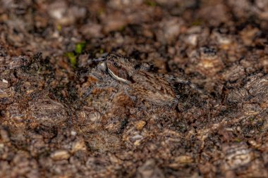Küçük Erkek Gri Duvar Atlayan Örümcek türü Menemerus bivittatus