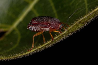 Alt Aile Kriptocephalinae 'nin Yetişkin Vakası Yaprak Böceği