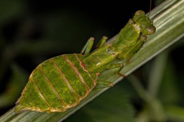Metaphotina cinsinden yetişkin dişi Acanthopid Mantid