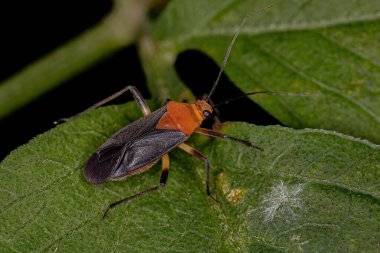 Miridae familyasının yetişkin bitki böceği.