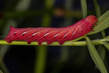 Bantlı Sfenks güvesinin tırtılları. Eumorpha fasciatus türünden.