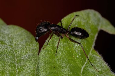 Camponotus cinsinin Yetişkin Kadın Marangozu Karınca
