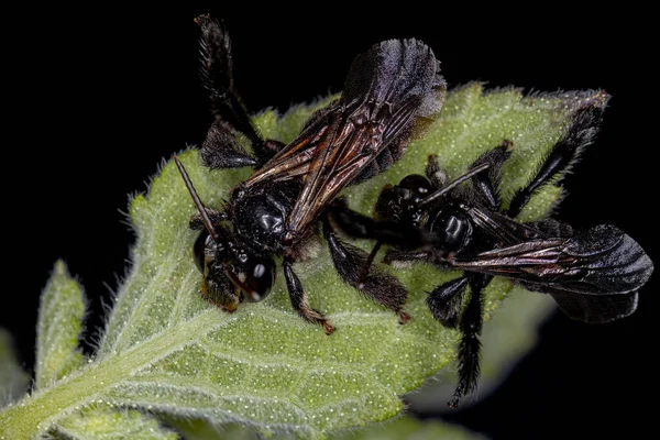 Volwassen Apine Bijen Van Het Geslacht Tetrapedie — Stockfoto