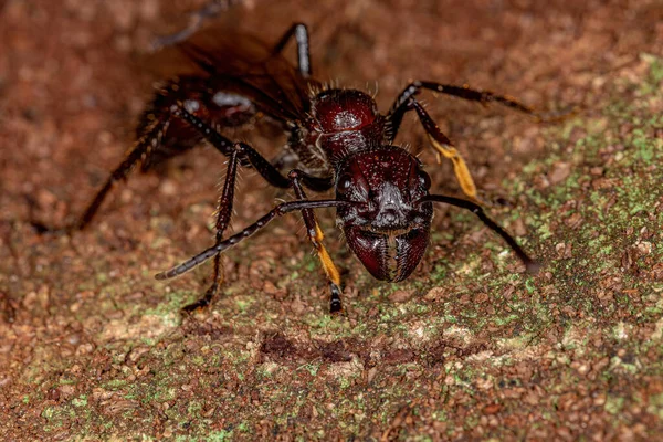 Adult Bullet Ant Queen of the species Paraponera clavata