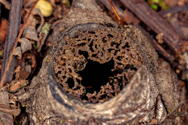 Adult Stingless Bee Рід Nannotrigona — стокове фото