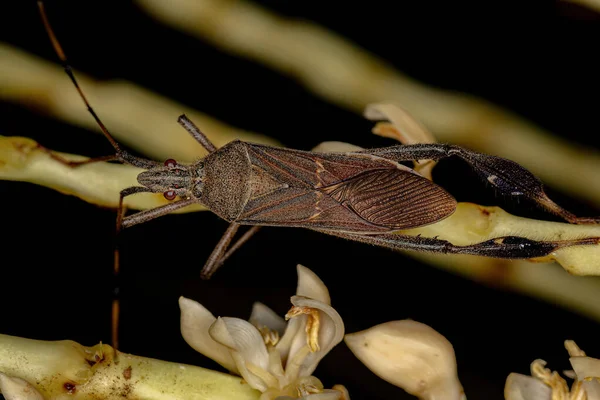 Bug Liściasty Rodzaju Leptoglossus — Zdjęcie stockowe