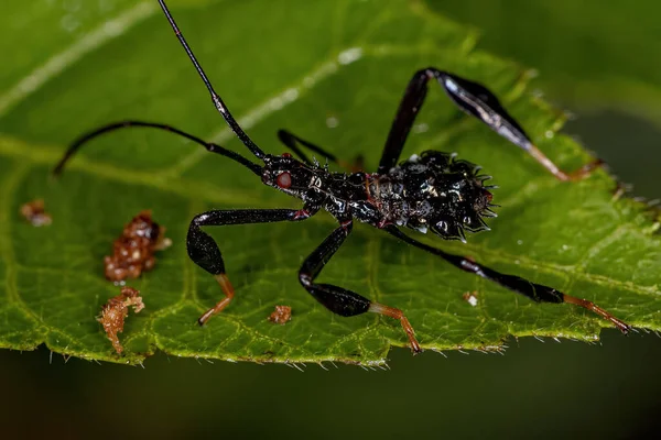 Ninfa Familia Coreidae Con Patas Insecto — Foto de Stock
