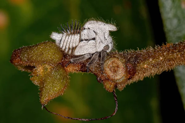 Typowa Nimfa Drzewołazów Rodziny Membracidae — Zdjęcie stockowe