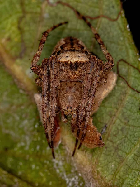 Malý Klasický Orbweaver Čeledi Araneidae — Stock fotografie
