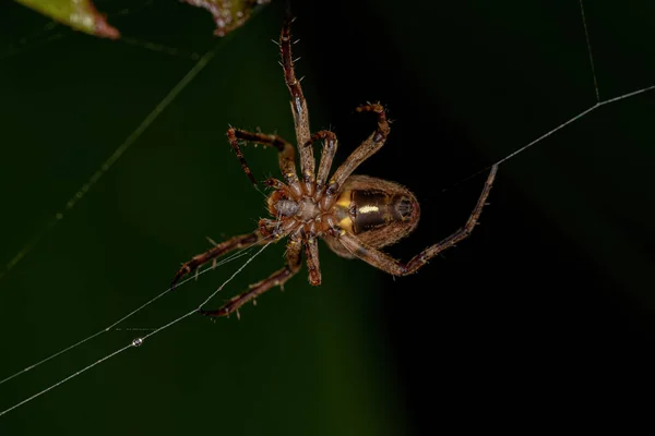 Pequeño Orbweaver Clásico Familia Araneidae —  Fotos de Stock