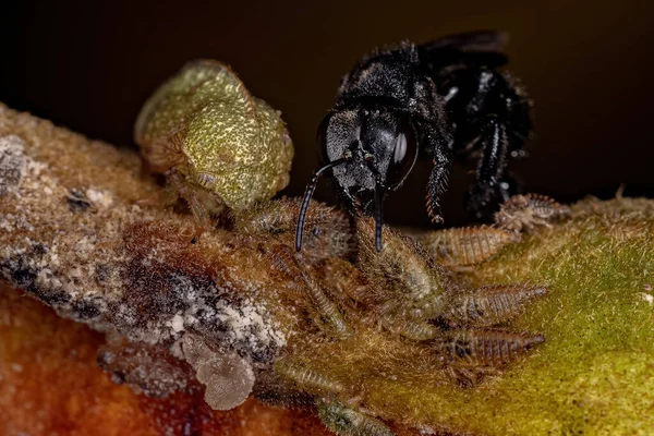 Adulto Treehopper Típico Família Membracidae Com Ninfas Uma Abelha Sem — Fotografia de Stock