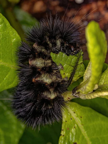 Tiger Moth Caterpillar Tribe Arctiini — Stock Photo, Image