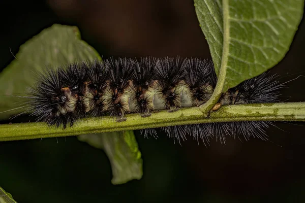 Housenka Tiger Moth Kmene Arctiini — Stock fotografie