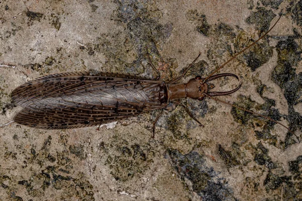 Adult Male Dobsonfly Insect Genus Corydalus — 스톡 사진
