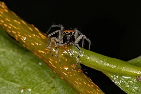 Petite Araignée Sauteuse Mâle Espèce Maeota Dichrura — Photo