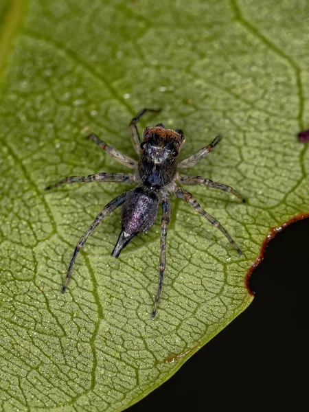 Αρσενικό Άλμα Αράχνης Του Είδους Maeota Dichrura — Φωτογραφία Αρχείου