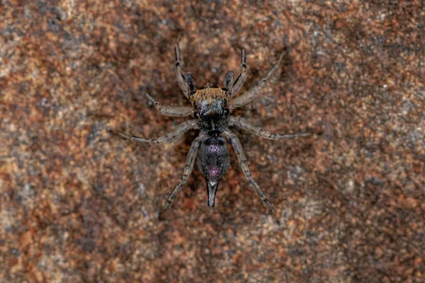 Pequena Aranha Salto Masculino Espécie Maeota Dichrura — Fotografia de Stock