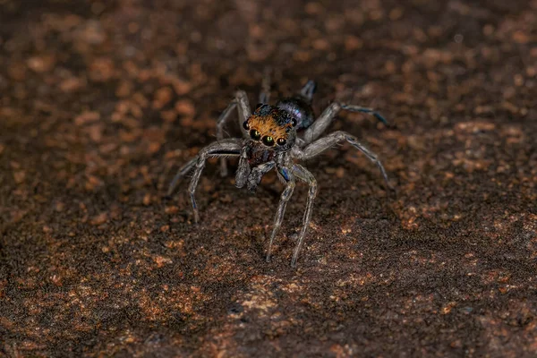 Αρσενικό Άλμα Αράχνης Του Είδους Maeota Dichrura — Φωτογραφία Αρχείου
