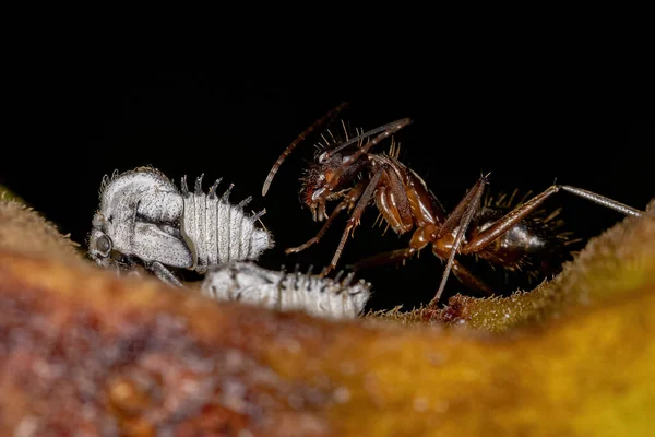 Ausgewachsene Zimmermannsmeise Der Gattung Camponotus Mit Typischen Baumkopfnymphen Der Familie — Stockfoto