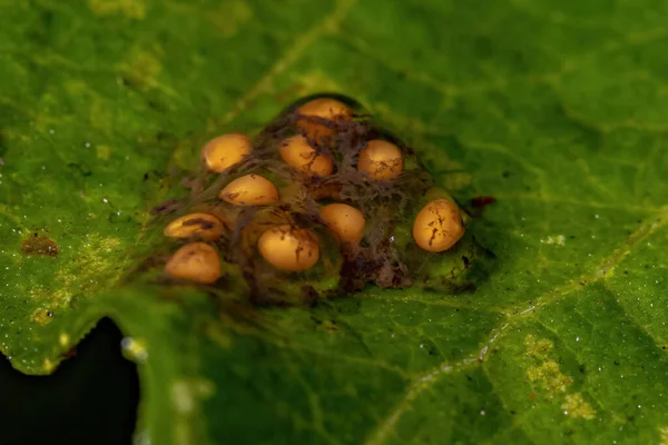 マクロビューの葉の上に小さな黄色の卵 — ストック写真