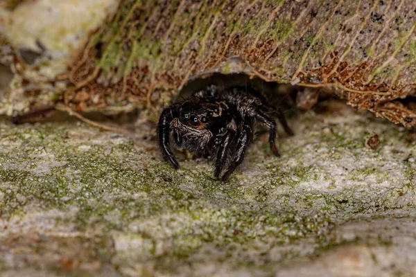Pieni Hyppyhämähäkki Corythalia Suvusta — kuvapankkivalokuva