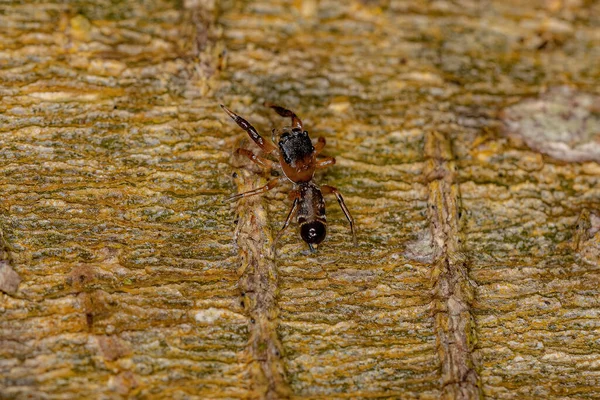 Laba Laba Pelompat Kecil Dari Salticinae Subfamilia — Stok Foto