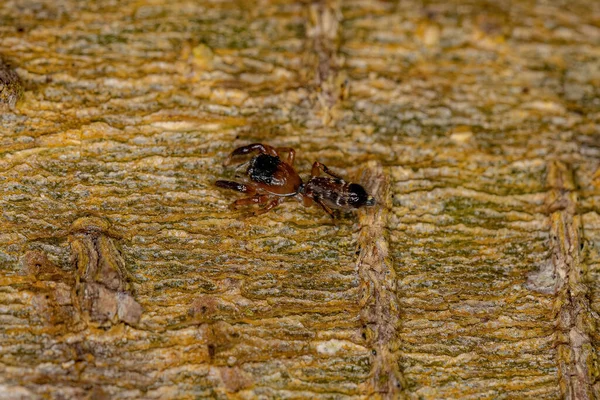 Pequena Aranha Saltadora Subfamília Salticinae — Fotografia de Stock