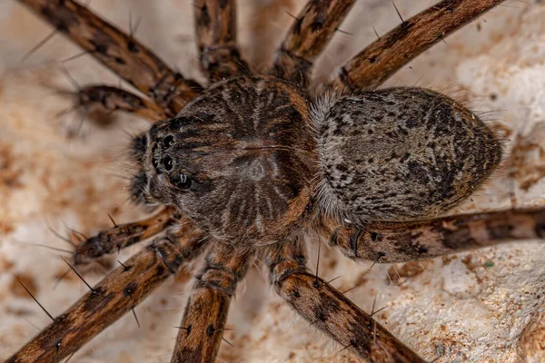 Adult Female Trechaleid Spider Της Οικογένειας Trechaleid — Φωτογραφία Αρχείου