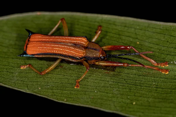 Besouro Das Folhas Adultas Espécie Sceloenopla Bidens — Fotografia de Stock