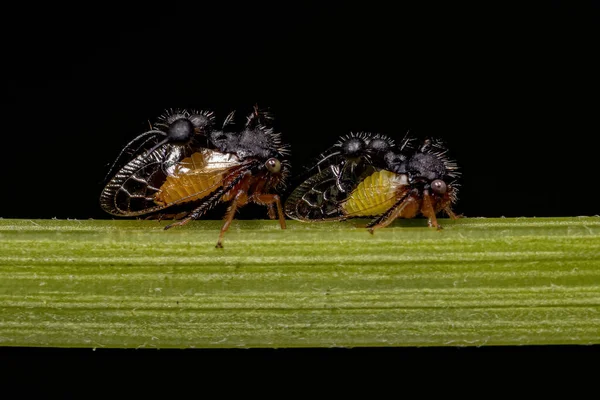 Two Adult Ant Mimicking Treehopper Species Cyphonia Clavata — Stock Photo, Image