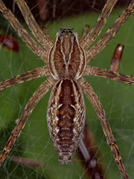 Pequena Aranha Lobo Gênero Aglaoctenus — Fotografia de Stock