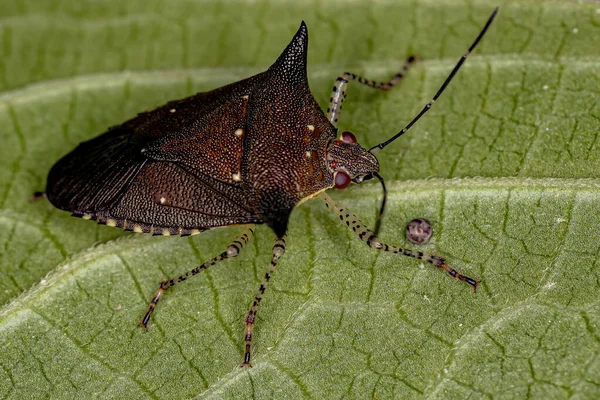 Punaise Puante Adulte Espèce Sibaria Armata — Photo