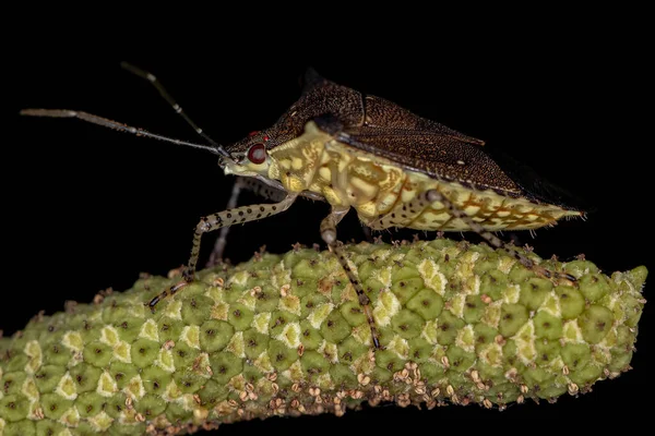 Apestoso Insecto Adulto Especie Sibaria Armata —  Fotos de Stock