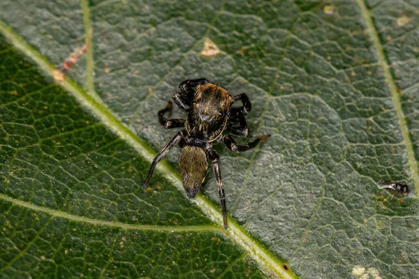 Malý Černý Skákající Pavouk Podčeledi Slaných — Stock fotografie