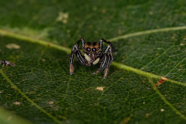Маленький Черный Паук Подсемейства Salticinae — стоковое фото