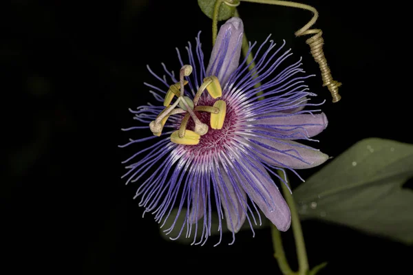 Μωβ Λουλούδι Πάθος Του Genus Passiflora — Φωτογραφία Αρχείου