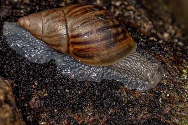 Small Helicinan Snail Superfamily Orthalicoidea — Stock Photo, Image