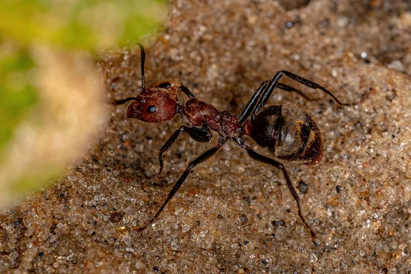 Formiga Dorosa Adulta Espécie Dolichoderus Quadridenticulatus — Fotografia de Stock