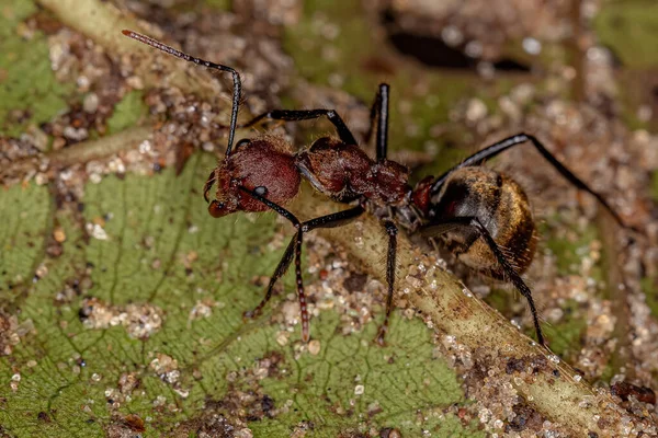 Dospělý Oplzlý Mravenec Druhu Dolichoderus Quadridenticulatus — Stock fotografie
