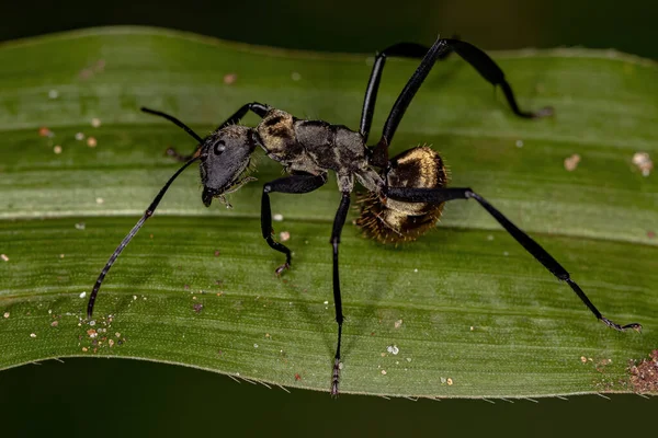 Femelle Adulte Sucre Doré Chatoyant Fourmi Espèce Camponotus Sericeiventris — Photo