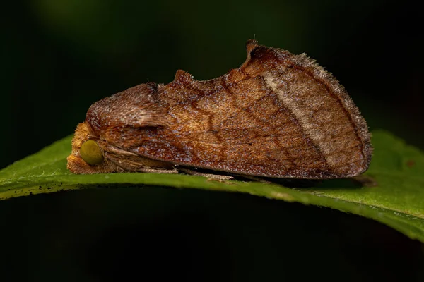 Ενηλίκων Fruit Piercing Moth Της Υποοικογένειας Calpinae — Φωτογραφία Αρχείου