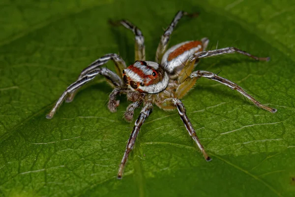Araignée Sauteuse Masculine Adulte Genre Chira — Photo