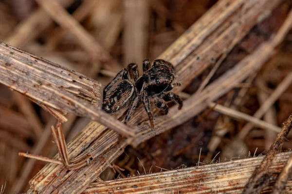 Pequena Aranha Saltitante Subtribo Freyina — Fotografia de Stock