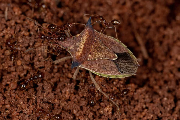 成虫種Diceraeus Melacanthusの緑の腹のバグは Genus Solenopsisの大人の火アリに攻撃されています — ストック写真