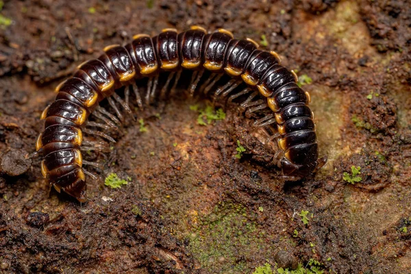 Малый Длинный Фланец Millipede Species Asiomorpha Coarctata — стоковое фото