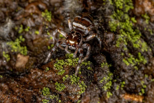 Vuxen Kvinnlig Hoppspindel Arten Philira Micans — Stockfoto